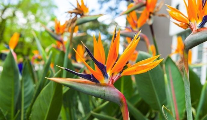 Cây chuối thiên điểu