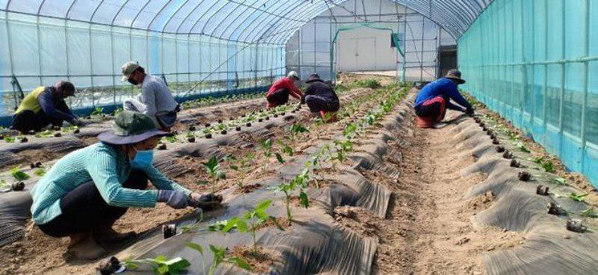 Nông nghiệp công nghệ cao đang trở nên phổ biến ở các vùng nông thôn